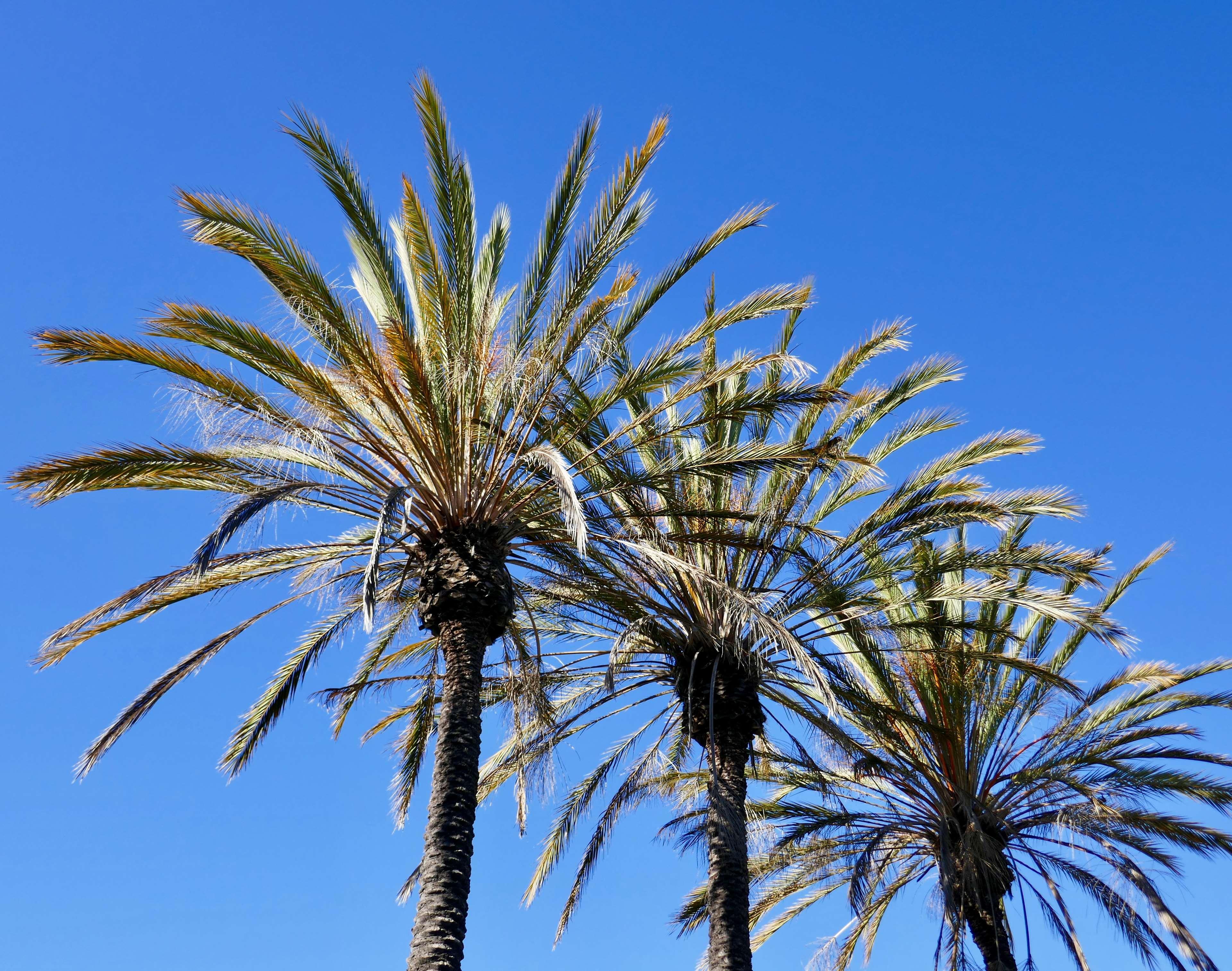 Best Western Golden Sails Hotel Long Beach Luaran gambar
